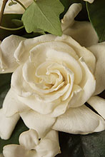 Please wait while images load...