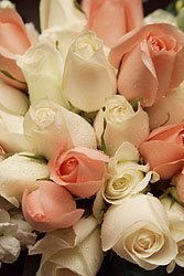 Please wait while images load...